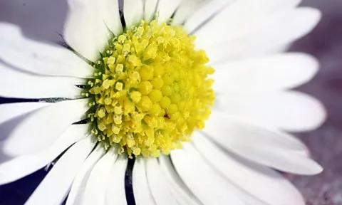 Nahaufnahme einer weißen Gänseblume mit gelber Blütenmitte voller Staubblätter, Blütenblätter leicht unscharf am Rand.
