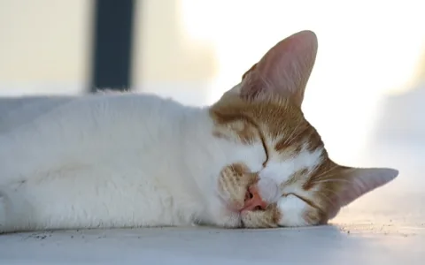 Orange-weiß gefleckte Katze liegt auf einem hellen Boden und schläft, der Kopf zeigt nach rechts.