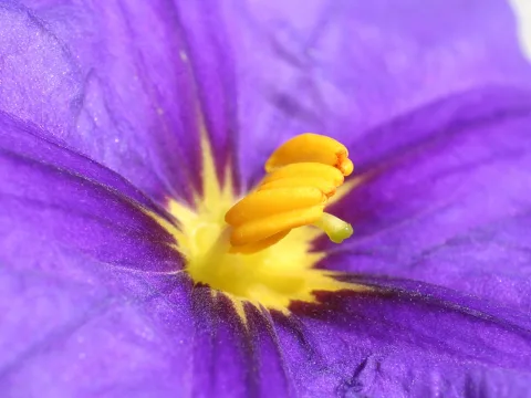 Makroaufnahme einer violetten sternförmigen Blüte mit gelbem Zentrum, aus dem orangefarbene Staubbeutel und ein grüner Griffel ragen.
