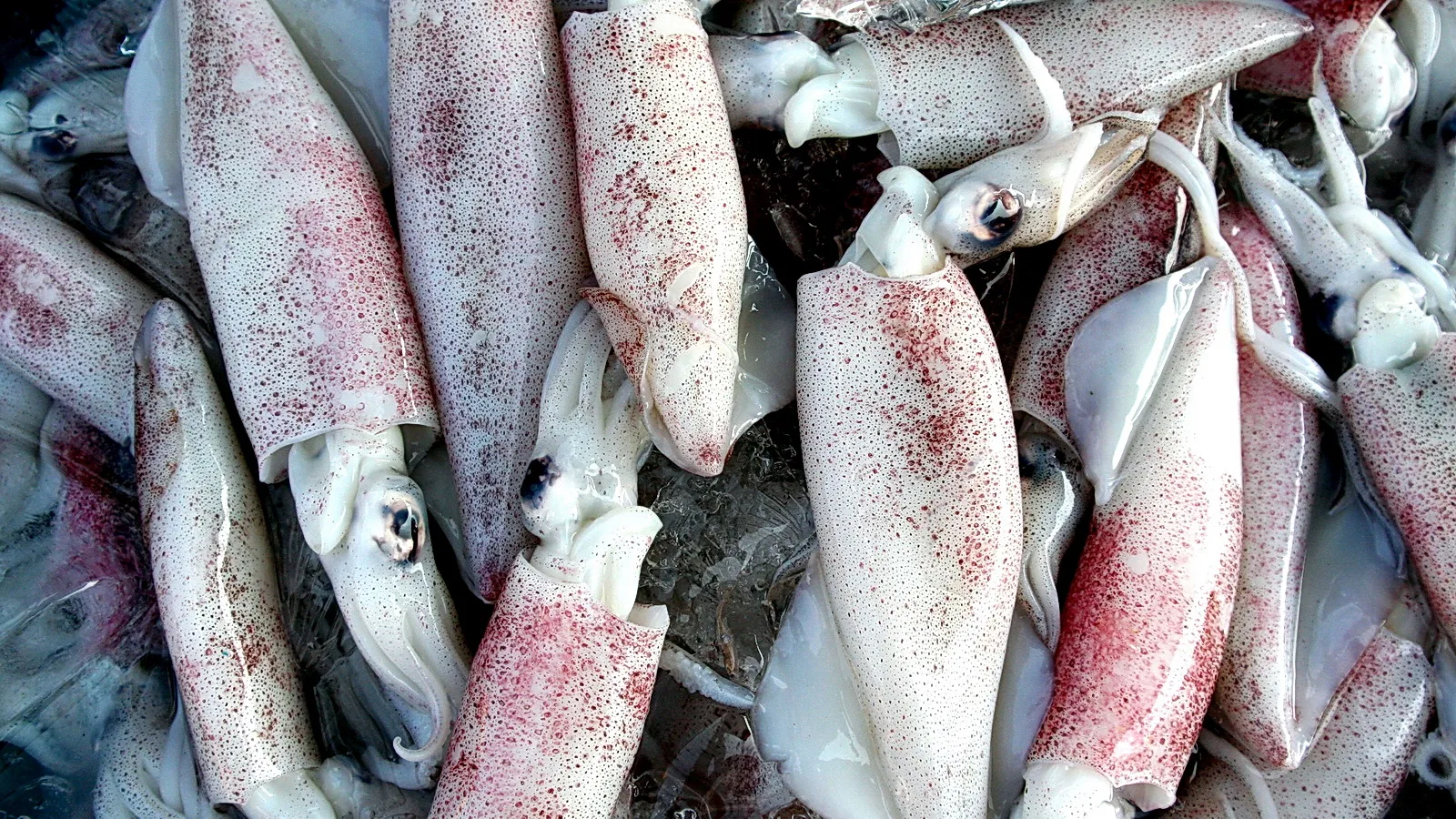Viele weiße Tintenfische mit rötlichen Flecken liegen dicht gedrängt auf Eis.