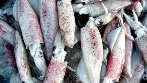 Viele weiße Tintenfische mit rötlichen Flecken liegen dicht gedrängt auf Eis.