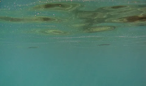 Unterwasseraufnahme mit Blick nach oben auf die Wasseroberfläche, helle Lichtreflexe und dunklere Flecken, darunter türkisfarbenes Wasser mit zwei kleinen Fischen.