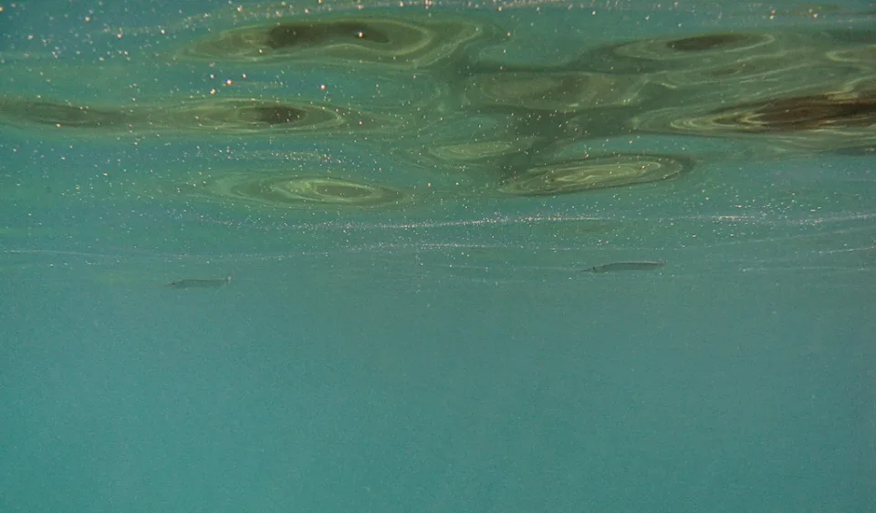Unterwasseraufnahme mit Blick nach oben auf die Wasseroberfläche, helle Lichtreflexe und dunklere Flecken, darunter türkisfarbenes Wasser mit zwei kleinen Fischen.