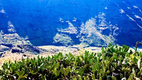 Grüne Opuntienkakteen im Vordergrund vor steil abfallenden, blau getönten Felswänden.