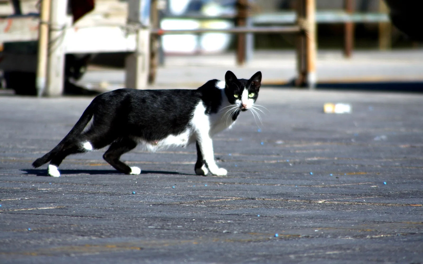 Schwarz-weiße Katze läuft über einen grauen Asphaltboden, im unscharfen Hintergrund sind Metallgeländer und Pfosten zu sehen.
