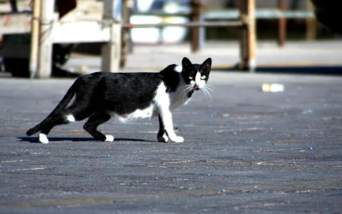 Schwarz-weiße Katze läuft über einen grauen Asphaltboden, im unscharfen Hintergrund sind Metallgeländer und Pfosten zu sehen.