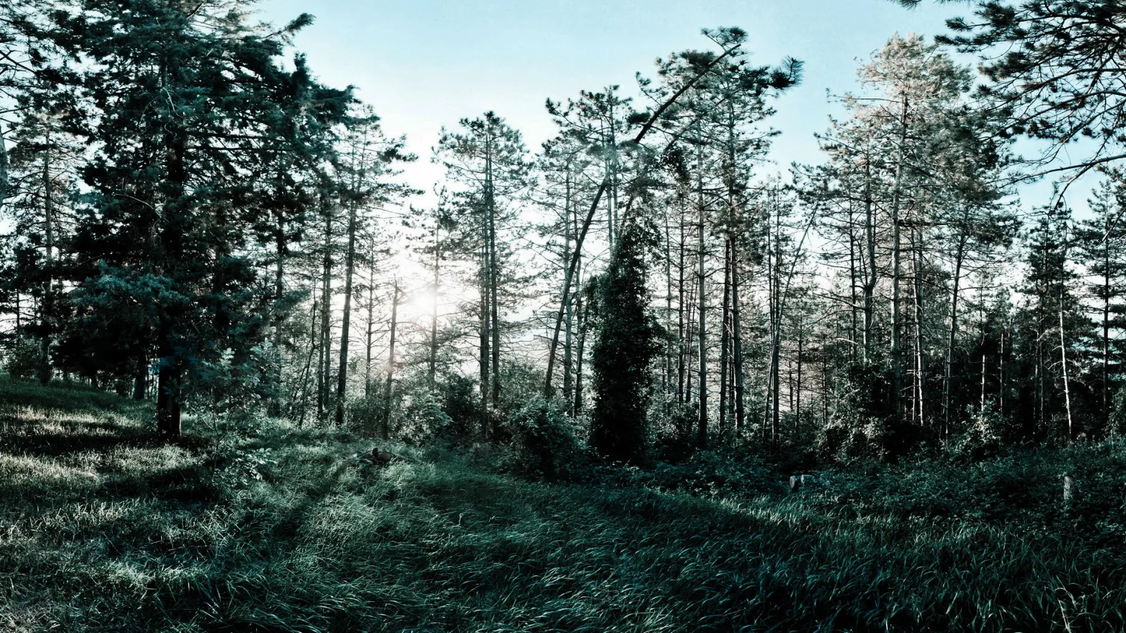 Lichtdurchfluteter Wald mit hohen Nadelbäumen, im Vordergrund eine grasbewachsene Wiese, die Sonne steht tief zwischen den Stämmen.