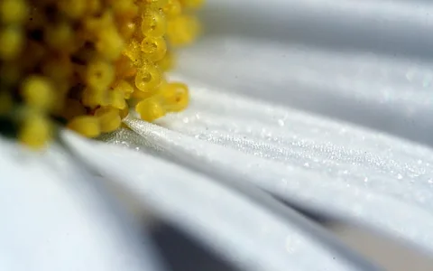 Makroaufnahme einer weißen Margerite mit gelben Staubgefäßen links oben und feinen Wassertropfen auf den Blütenblättern.