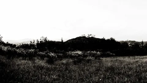 Schwarzweißfoto einer Wiese mit blühenden Ginsterbüschen, dunklen Hügeln und Bäumen vor einem hellen, fast leeren Himmel.