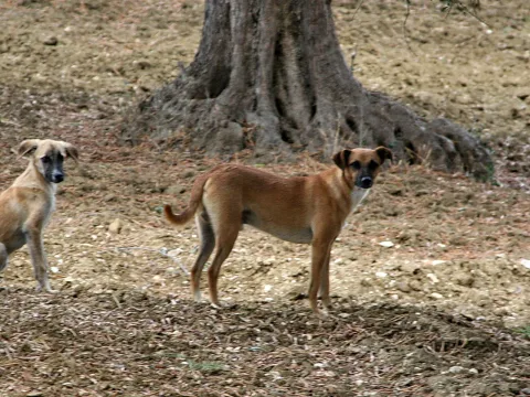 Zwei braune Hunde stehen auf trockener, karger Erde vor einem dicken Olivenbaumstamm.