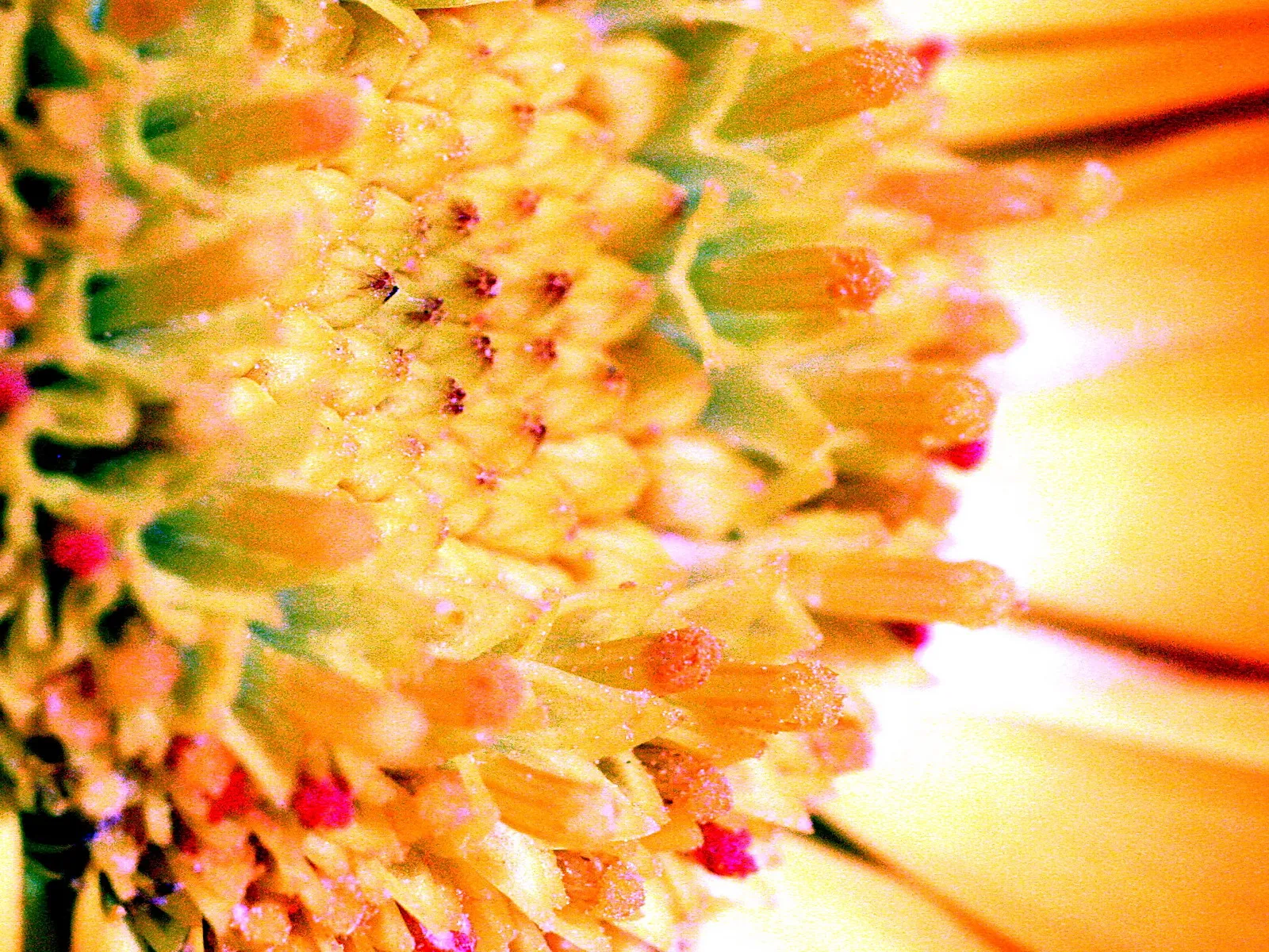 Makroaufnahme der Mitte einer gelben Blüte mit vielen kleinen Blütenständen, rechts verschwimmt das Licht in Orange und Weiß.
