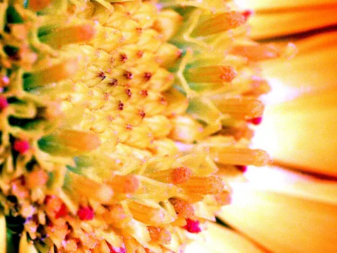 Makroaufnahme der Mitte einer gelben Blüte mit vielen kleinen Blütenständen, rechts verschwimmt das Licht in Orange und Weiß.