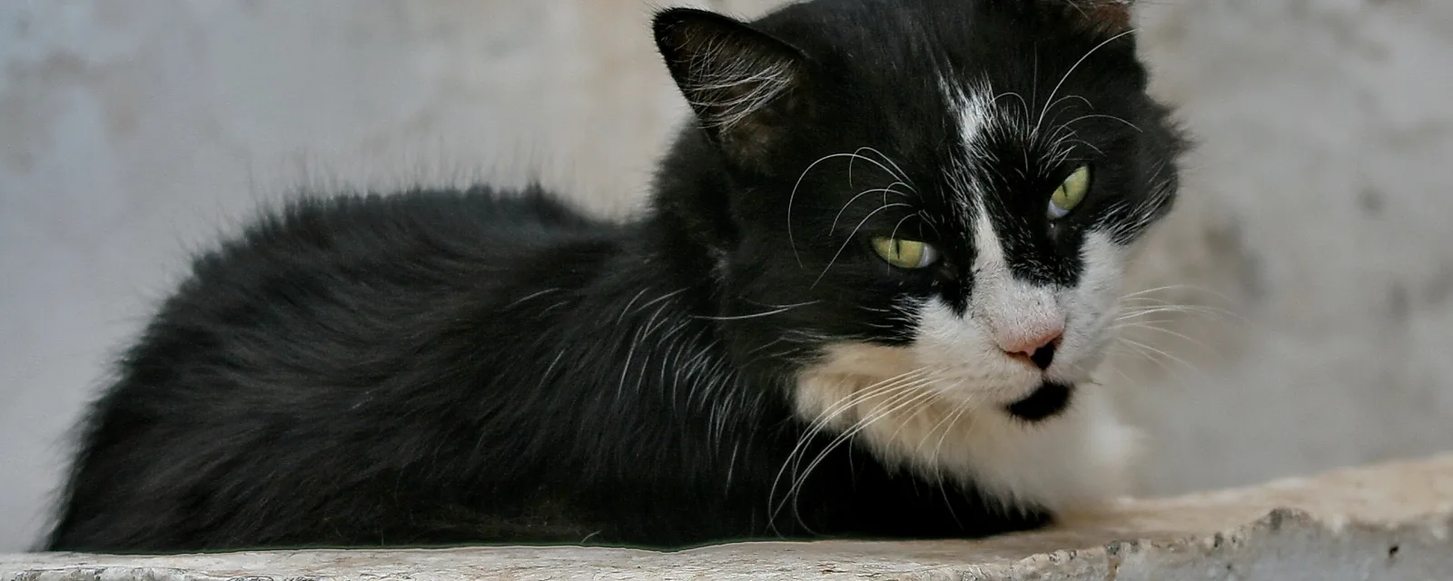 Schwarz-weiß gefleckte Katze mit grünen Augen liegt auf einer hellen Betonkante vor einer grauen Wand und blickt seitlich in die Kamera.