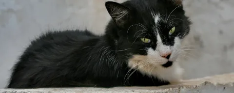 Schwarz-weiß gefleckte Katze mit grünen Augen liegt auf einer hellen Betonkante vor einer grauen Wand und blickt seitlich in die Kamera.