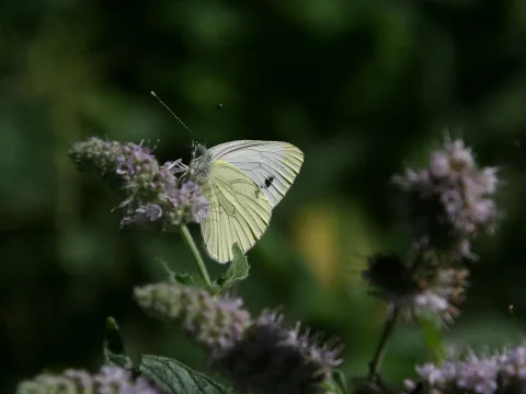 Ein weißer Schmetterling mit gelblichen Flügelrändern sitzt auf einer lila blühenden Minzpflanze vor dunkelgrünem, unscharfem Hintergrund.