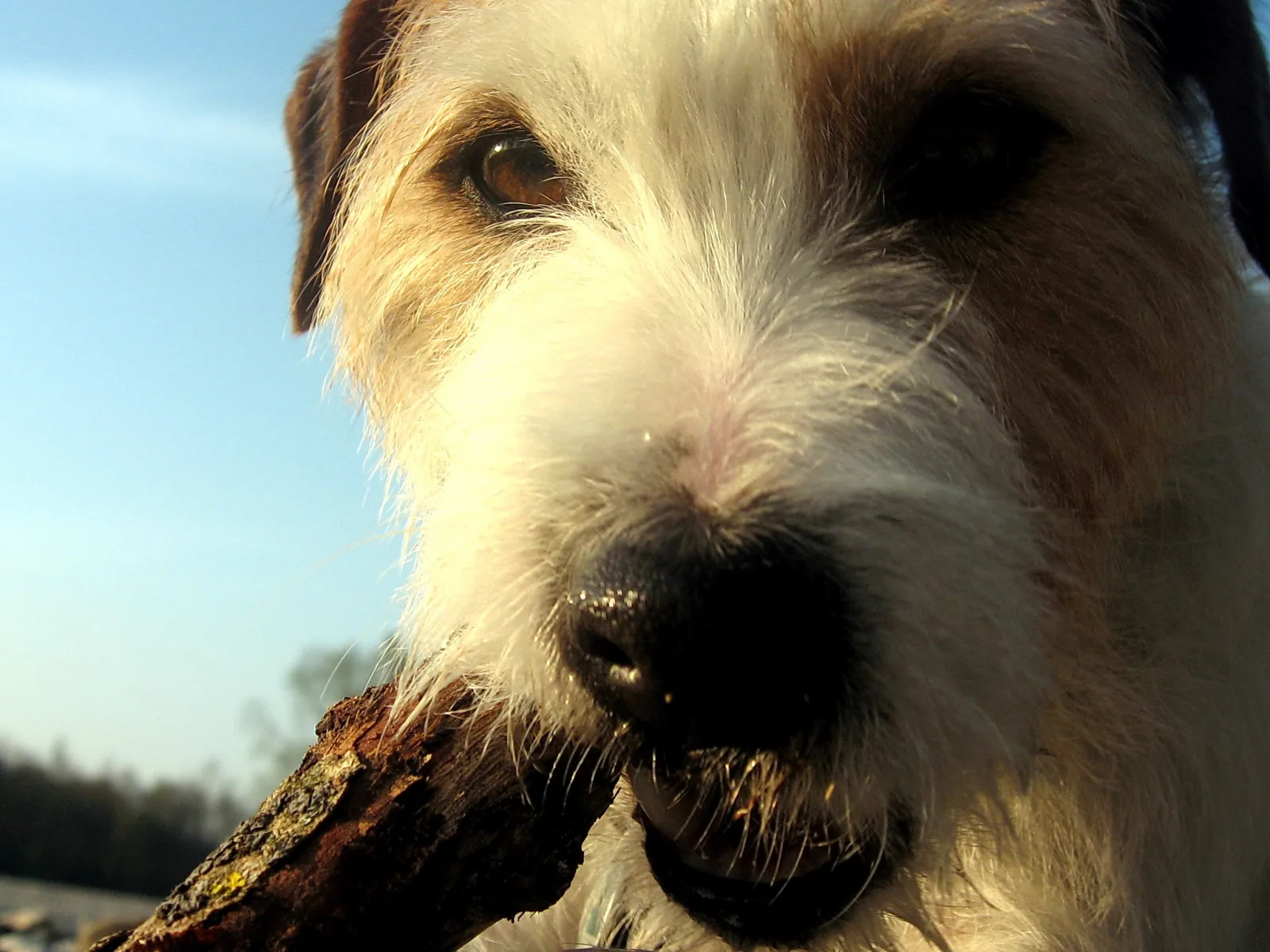 Nahaufnahme eines Terriers mit struppigem weiß-braunem Fell, der einen borkigen Holzstock im Maul hält, vor blauem Himmel.