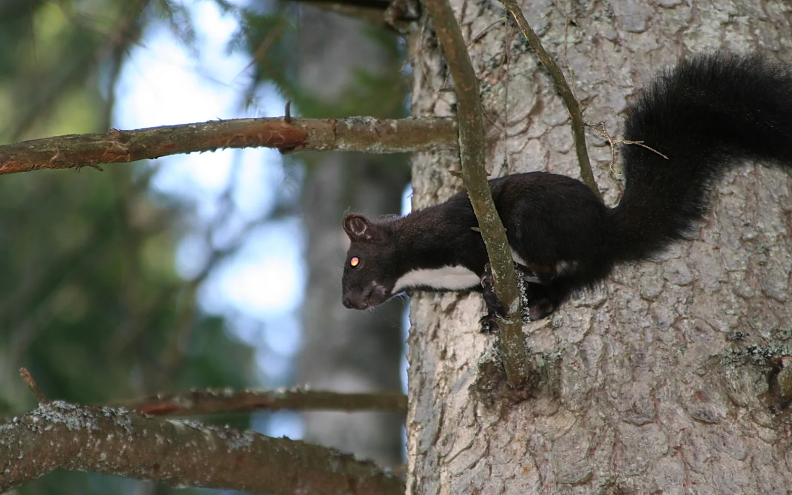 Ein schwarzes Eichhörnchen mit weißem Bauchfleck klettert seitlich an einem Baumstamm, im Hintergrund unscharfer Wald.