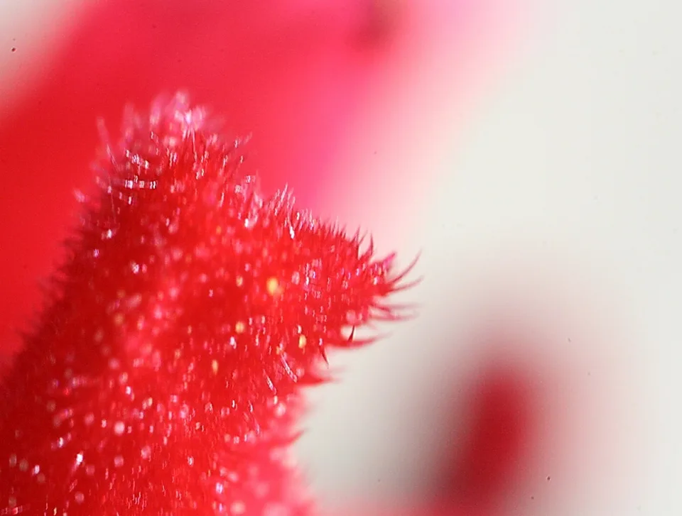 Extreme Nahaufnahme einer leuchtend roten, feinhaarigen Pflanzenstruktur, die von links ins Bild ragt, vor unscharfem rosa-weißem Hintergrund.
