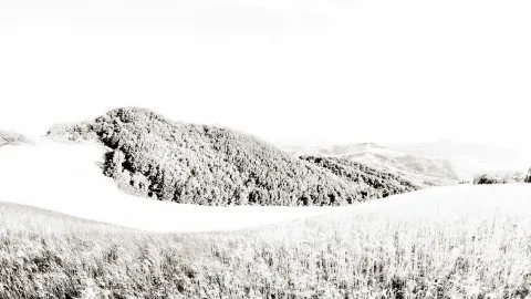 Helle, fast monochrome Hügellandschaft mit dichtem Waldstück auf einer Kuppe, davor ein Feld mit hohem Gras, darüber ein leerer, heller Himmel.