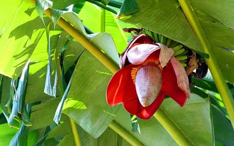 Rote Bananenblüte mit rosa-violetter Knospe, umgeben von großen grünen Bananenblättern im Sonnenlicht.