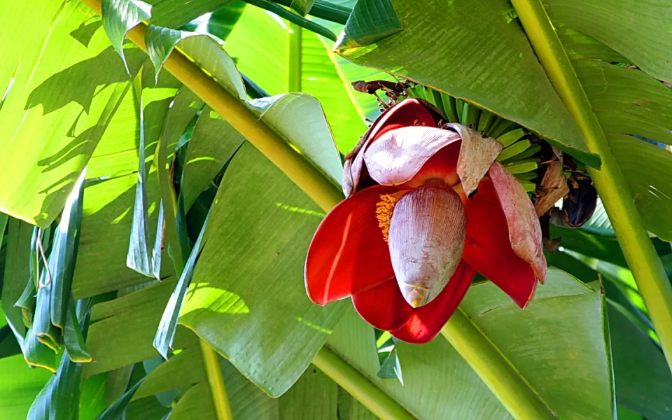 Rote Bananenblüte mit rosa-violetter Knospe, umgeben von großen grünen Bananenblättern im Sonnenlicht.