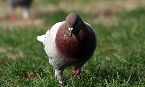 Eine graubraune Taube mit rötlicher Brust steht auf einer grünen Wiese und pickt nach Futter, im Hintergrund ist alles unscharf.
