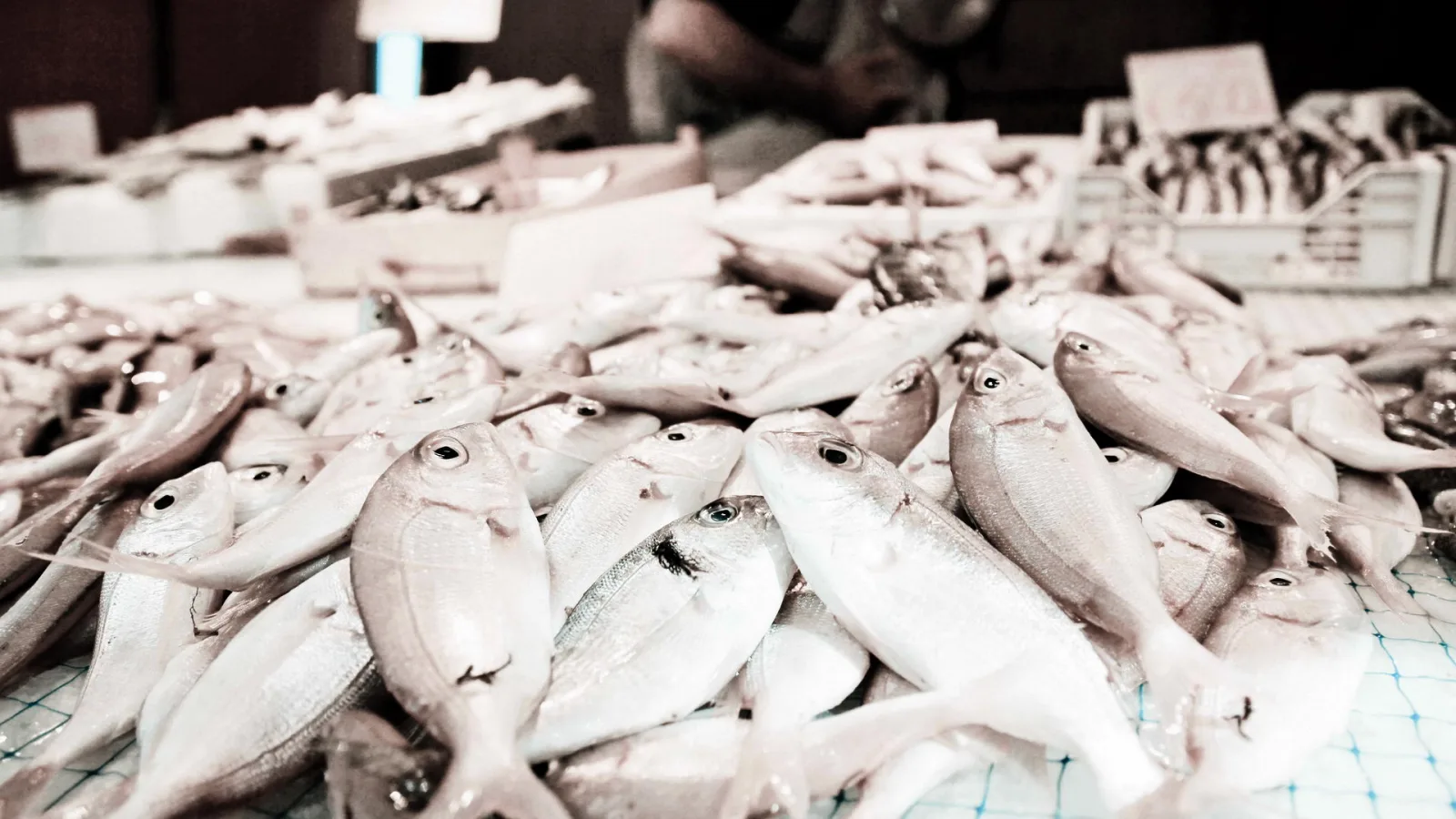 Viele silbrig glänzende Fische liegen dicht gedrängt auf einem Tisch mit grünem Netz, im Hintergrund unscharf Kisten und eine Person.