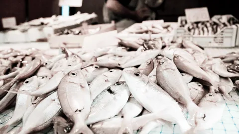 Viele silbrig glänzende Fische liegen dicht gedrängt auf einem Tisch mit grünem Netz, im Hintergrund unscharf Kisten und eine Person.