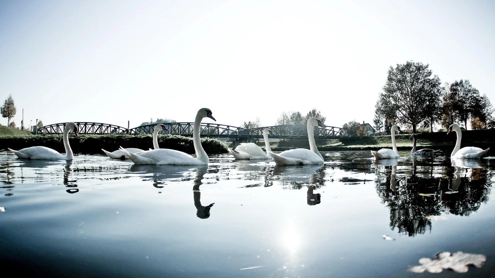 Mehrere weiße Schwäne schwimmen auf dem Wasser, im Hintergrund eine Brücke und Bäume.