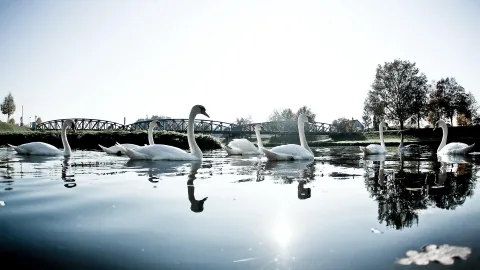 Mehrere weiße Schwäne schwimmen auf dem Wasser, im Hintergrund eine Brücke und Bäume.