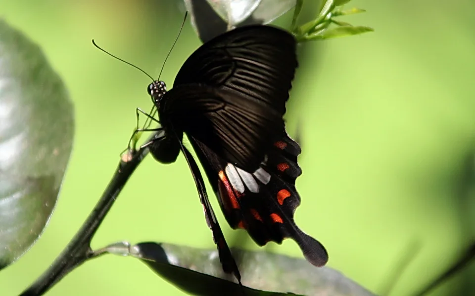 Schwarzer Schmetterling mit roten und weißen Flecken auf den Flügeln sitzt auf einem dünnen Zweig vor grünem, unscharfem Hintergrund.