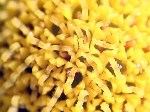 Makroaufnahme einer gelben Blüte mit dicht gedrängten, fadenförmigen Blütenstempeln und feinen Härchen