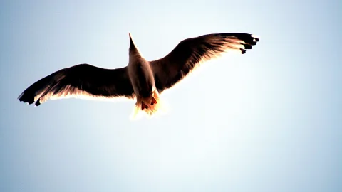 Eine Möwe fliegt von unten gesehen mit weit ausgebreiteten Flügeln vor einem hellblauen Himmel, die Federkanten leuchten im Gegenlicht.