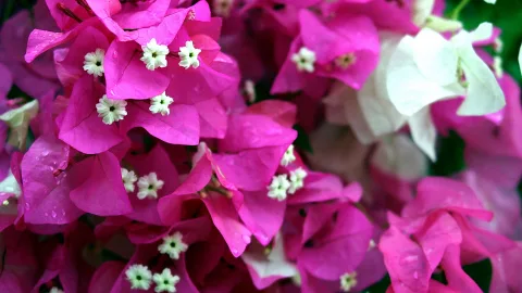 Nahaufnahme pinker Bougainvillea-Hochblätter mit kleinen weißen Blüten und Wassertropfen