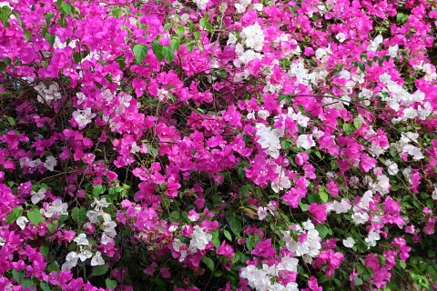 Dichter Busch mit pinken und weißen Bougainvillea-Blüten zwischen grünen Blättern.