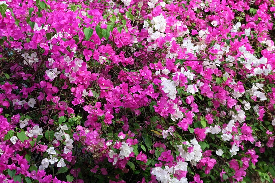 Dichter Busch mit pinken und weißen Bougainvillea-Blüten zwischen grünen Blättern.