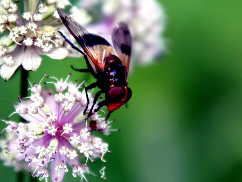 Eine Schwebfliege mit dunklem Körper und rotem Kopf sitzt auf einer rosa-weißen Blütendolde vor unscharfem grünem Hintergrund.