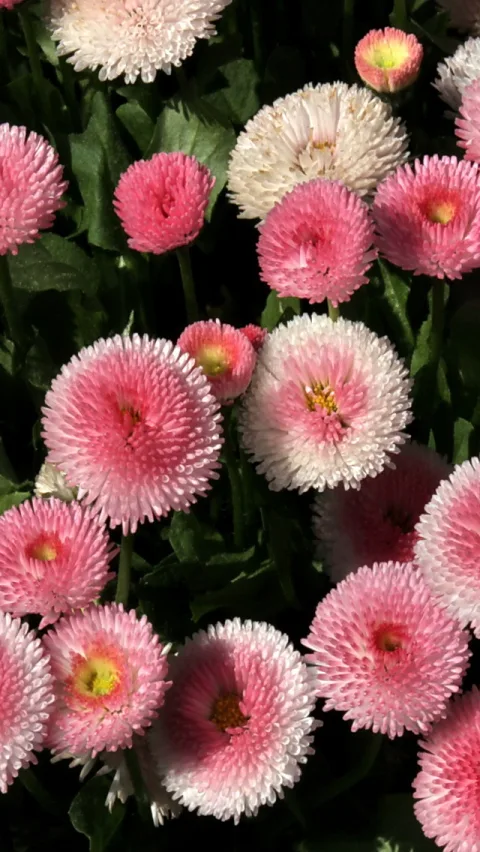 Dichter Teppich aus pinken und weißen Bellis-Blüten mit gelben Mitten vor dunkelgrünem Laub