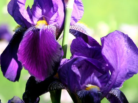 Zwei violette Irisblüten mit gelben Staubblättern vor einem grün unscharfen Hintergrund.
