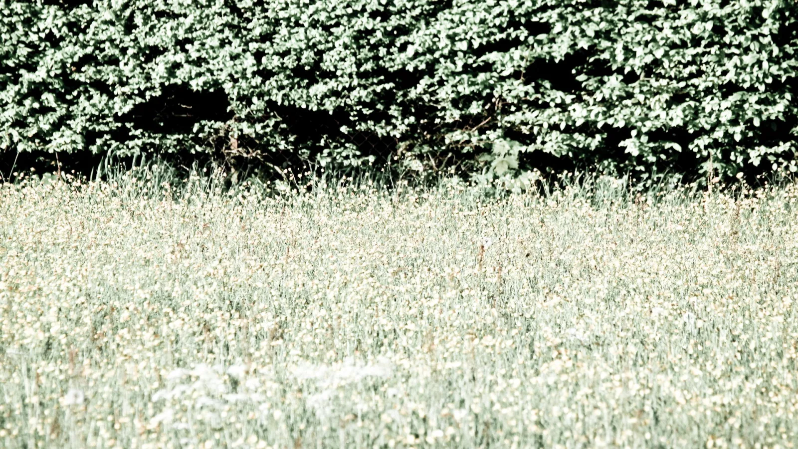 Blühende Wiese mit Gräsern vor einer dichten, dunkelgrünen Hecke oder Waldkante.