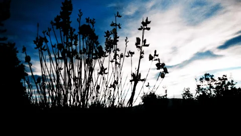 Dunkle Silhouetten hoher, verzweigter Pflanzenstängel vor einem blau-weiß bewölkten Abendhimmel, Bildrand unten dunkel.