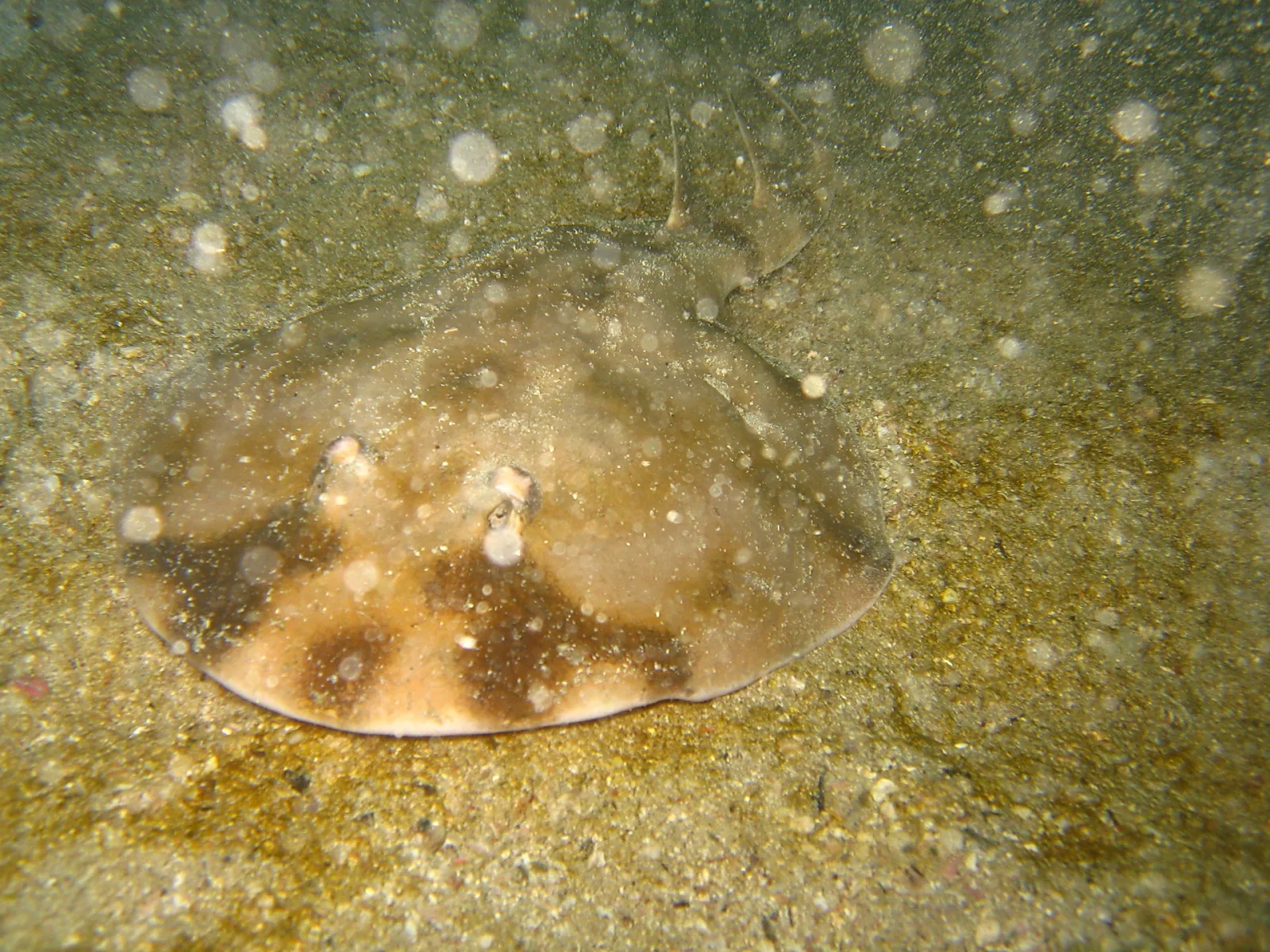 Ein gefleckter Rochen liegt auf sandigem Meeresboden in trübem Wasser, Schwebeteilchen treiben im Licht.