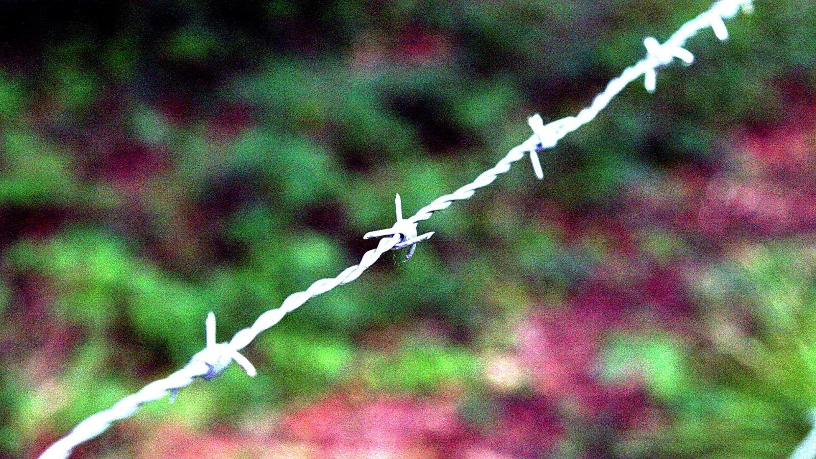 Stacheldraht verläuft diagonal von unten links nach oben rechts vor unscharfem grünem und rotem Laub.