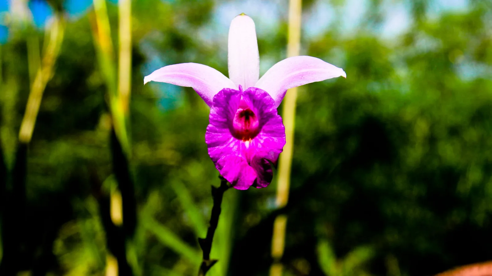 Eine lila-weiße Orchidee mit dunkler Mitte blüht auf einem dünnen Stängel, im Hintergrund unscharfes grünes Laub und Bambusstängel.