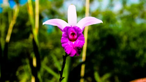 Eine lila-weiße Orchidee mit dunkler Mitte blüht auf einem dünnen Stängel, im Hintergrund unscharfes grünes Laub und Bambusstängel.
