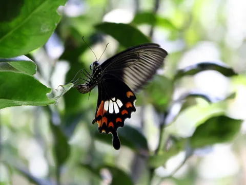 Ein schwarz-roter Schmetterling mit weißen Flecken sitzt an einem grünen Blatt, im Hintergrund verschwommenes Laub.