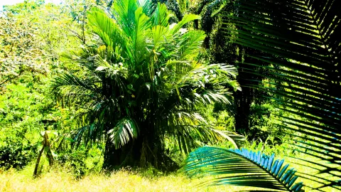 Eine dichte Palme mit breiten grünen Wedeln steht im Urwald, rechts im Vordergrund ragt ein angeschnittener Palmwedel ins Bild, und das Sonnenlicht fällt durch das Blattwerk auf das hohe Gras.