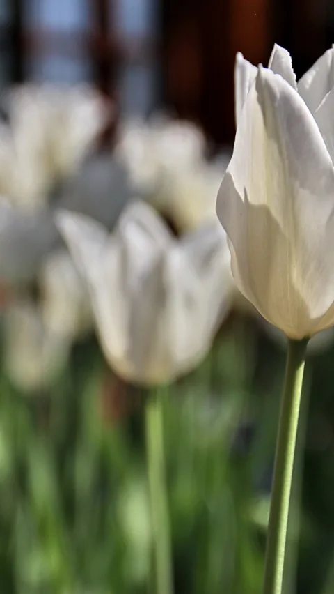 Mehrere weiße Tulpen vor unscharfem grünem Hintergrund, im Vordergrund rechts eine einzelne Tulpe mit langem grünem Stiel.