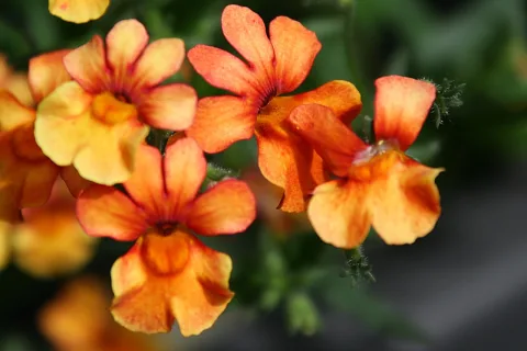 Mehrere orangegelbe Blüten mit roten Schattierungen an grünen Stängeln, vor unscharfem dunklem Hintergrund.
