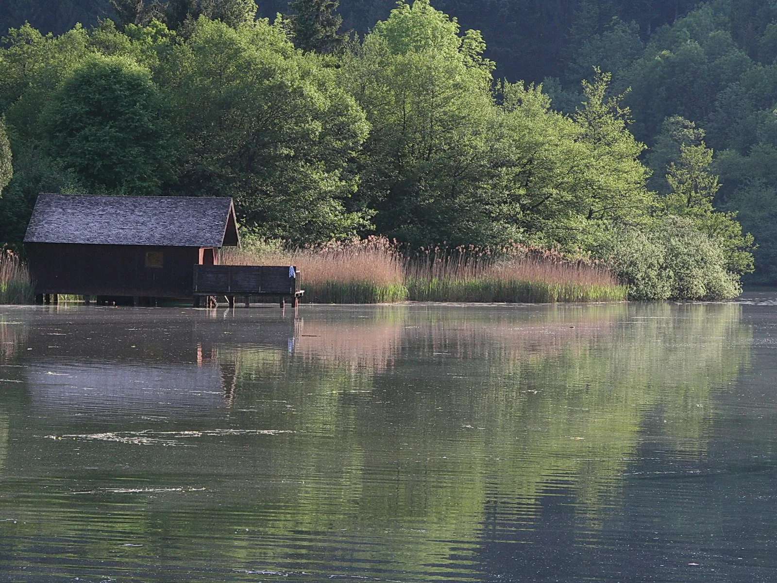 Dunkle Holzhütte mit Steg am Ufer eines Sees, davor Schilf, dahinter dichter grüner Laubwald
